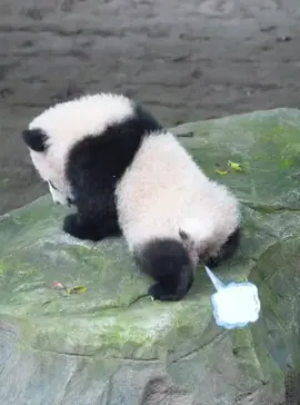 #panda #xuhuongtiktok #xuhuong 