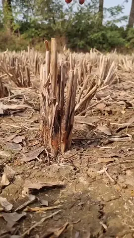 Paddy field Koi fishing video #fishing #video #trap #foryou 