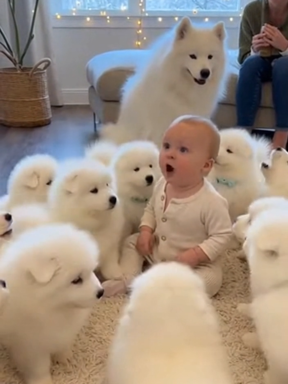 Baby vs 15 Samoyeds — The Cutest Bark Battle Ever! 😂🐶 #SamoyedPuppies  #BabyVsPuppies  #CuteChaos  #ViralDogVideo 