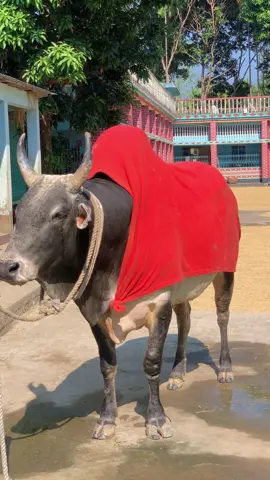 #foryoupage #my_bull💥🥷 #trendingvideo #viral_song❤️ #sajjad_nur_song❤️🔥 @sylheti sharer lorai 