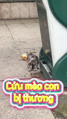 Cứu mèo con bị thương #meow #cuutrodongvat #hanhtrinhgiaicuumeohoang #meohoang #xuhuong 