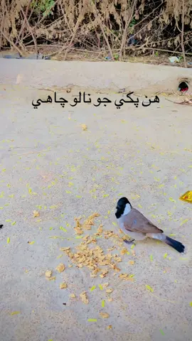 هن پڪي جو نالو چاهيhaye fozia 💔💔😳#creatorsearchinsights #foryou #fypシ゚viral🖤tiktok #foziasoomro #foryoupage❤️❤️ @RAEES AIJAZ 👑 