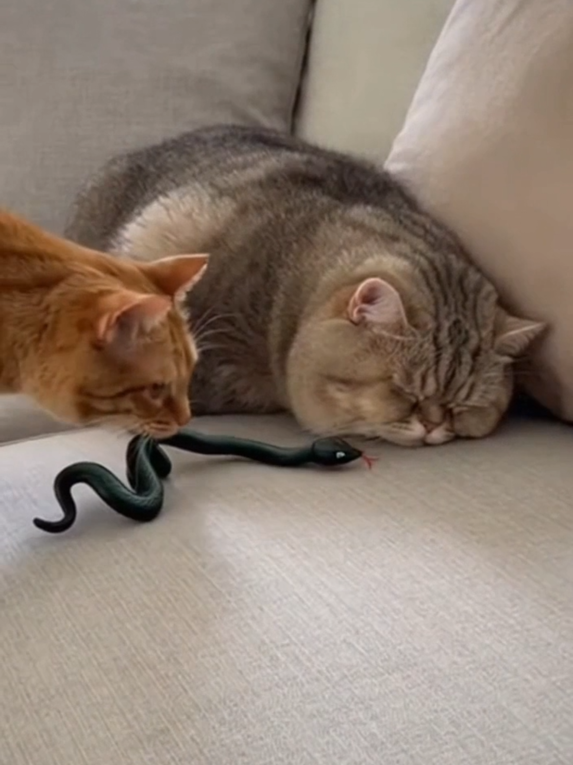 just orange cat things 🐍🙀 #cat #catsoftiktok #funnycatsoftiktok  #funnycatvideo #funnycatvideos 