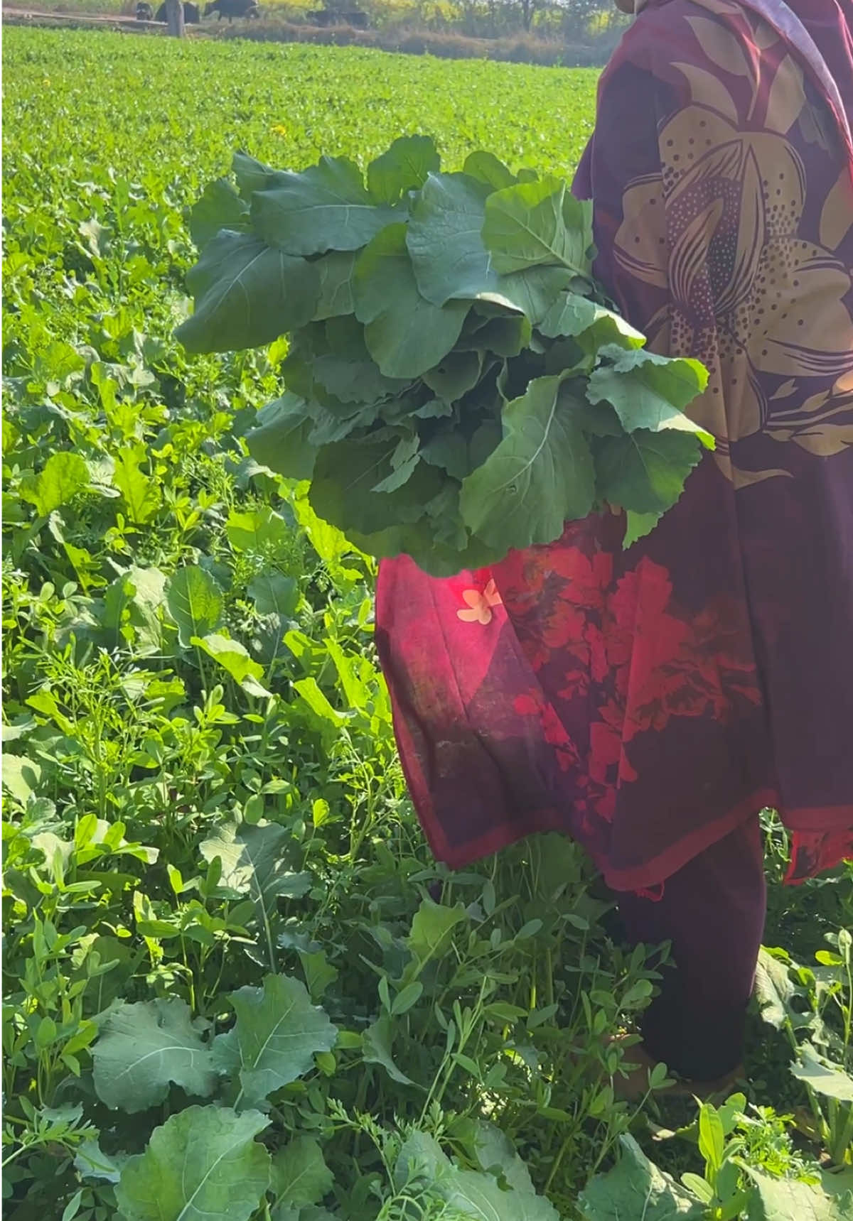 Part 154 Gaon Ka sag 😋#DesiFood #theamfood2 #viralvideos #trandingvideo #viralvideo 