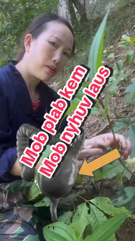 Mob plab kem, mob nyhuv laus #mob_plab_kem #mob_nyhuv_laus #đa_nang_buồng_trưng #Raus_qi_tsi_loj_hlob #tshuaj_puv_tshav 