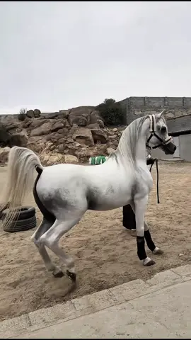 تم اقتناء الجواد هيذب إبن مرجان الزبير🎠. #ماشاءالله #اكسبلور #هيذب #خيل #explore 