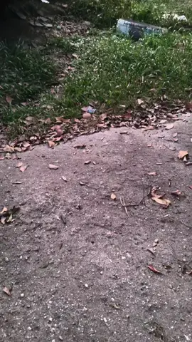 #2006❤️ #ชายแดนไทยกัมพูชา 