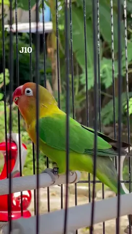 fighter rapi durasi 4 menit prestasi jaminannya #lovebird #lovebirds❤️❤️ #lovebirdkonslet #lovebirdngekekpanjang #lovebirdngekek 