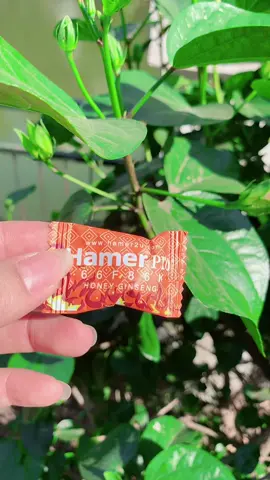 Kẹo hamer pro mỹ 🍯🐝 #kẹo #hamer #hamerpro #keohamerchinhhang 