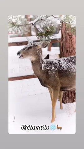 #colorado 