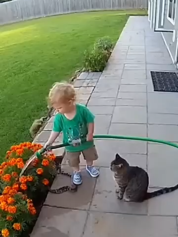 Gato salvou bebê de picada de cobra#Shorts #sora2 #vídeoengraçado #animalengraçado #Gato