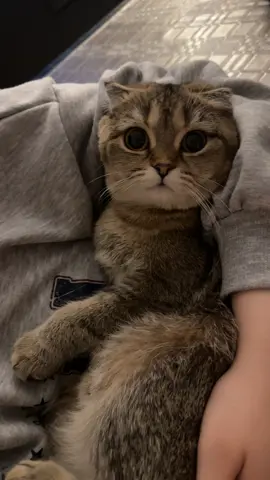 لاول مرة صوت لوتشي 