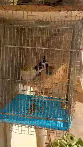 có ae nào giống không😂                   ##chaomaobaydauvip           