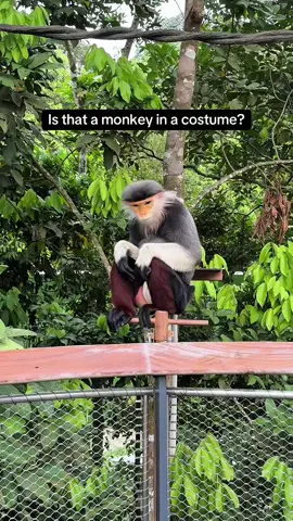 I’ll never look as good as this monkey 🐒💫 This is the Red Shanked Douc Langour that’s native to Vietnam, but I came across these at Rainforest Wild Asia in Singapore.  #singapore #asia #asiatravel #aura