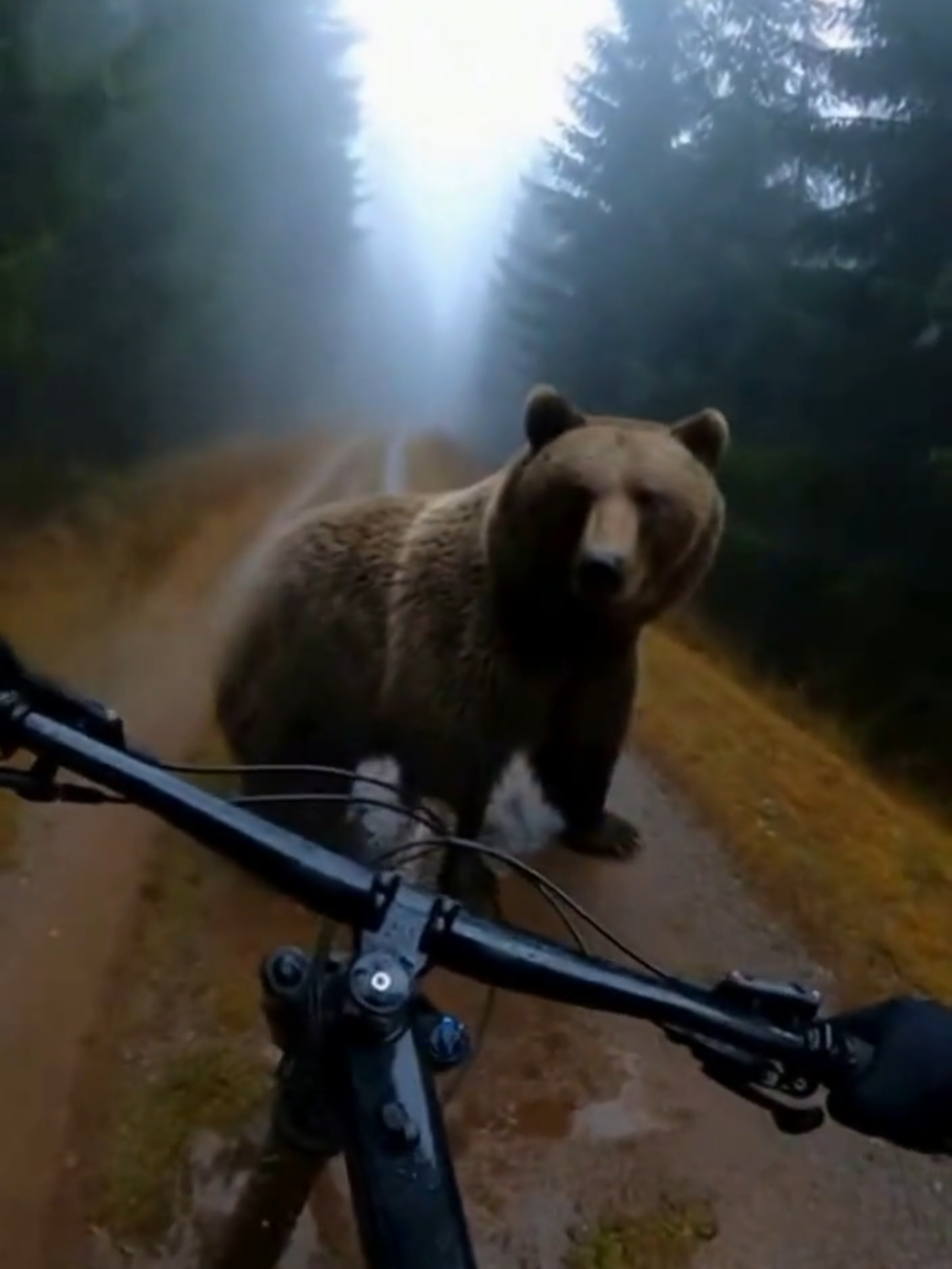 I guess mountain biker didn't expect next move of Big Bear 🐻😂 #beardstyle #bears #funnyanimals  Talk about a trail hazard! ⚠️ We were just cruising on our mountain bikes through the misty forest when BAM! We ran straight into a very large brown bear who clearly wasn't having it. Watch the moment this absolute unit stands up on its hind legs! Was he trying to stop us, or was he just showing off his epic dance moves? Either way, my heart nearly jumped out of my chest! This is the most unexpected and terrifyingly funny wildlife encounter we've ever had. Don't worry, we got out safely, but we definitely need new shorts. ​ #BearEncounter #FunnyBear #MountainBikingFail ​#RelatedHashtags: #BearAttack #CloseCall #Hilarious #WildlifeComedy #Wilderness #BrownBear #GoPro #MTB #Biking #TrailCam #ScaryButFunny #DoNotFeedTheBears