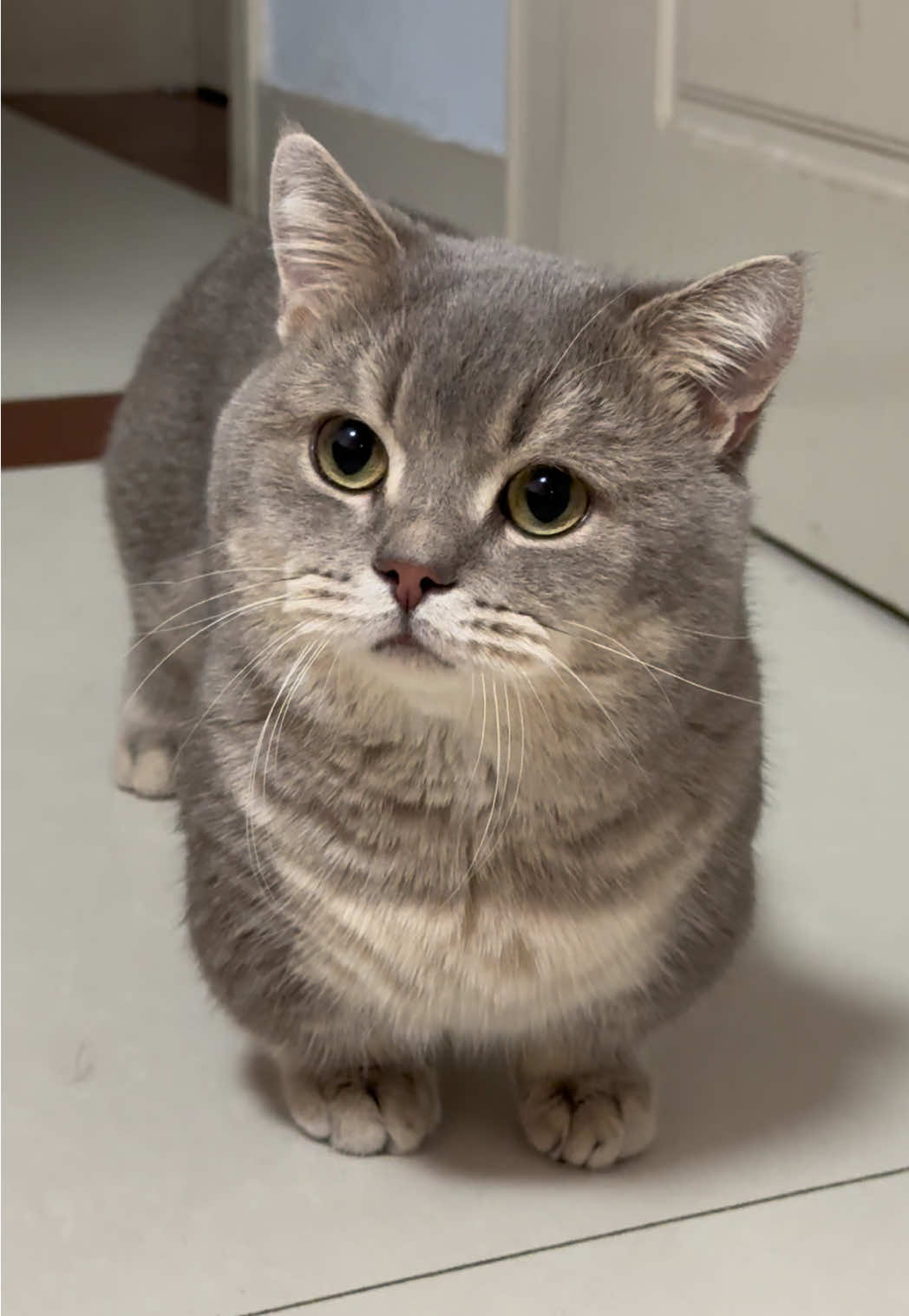 #catsoftiktok #funnyvideos #funny #cutecat #cat 