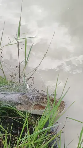 macam mana mau lepas ini kesiang 😂🤣 #fypシ゚viral🖤tiktok  #fypシ゚viral  #fyppppppppppppppppppppppp 