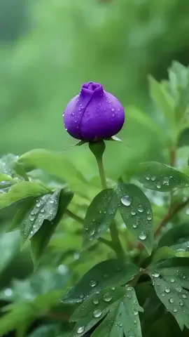 جعلنا الله واياكم من اهل القرآن وخاصته ♥♥♥♥اللهم اجعل القرآن العظيم ربيع قلوبنا ونو صدورنا وجلاء همومنا واحزاننا ❤❤❤❤❤