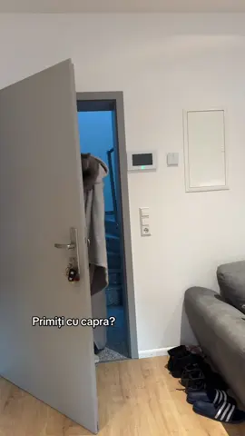 @Țolea_Eduard77 #pacco #cat #christmas #viral 