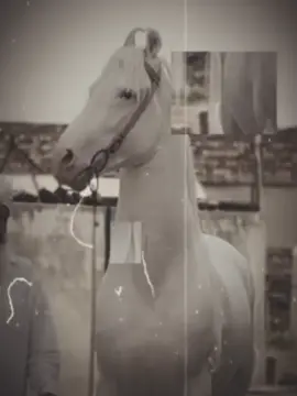 Han G 💯 #foryou #foryoupagee #treanding #viral_video #unfreezemyaccount 