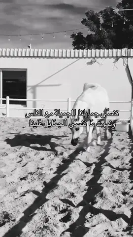#خيل_وخياله🐎 #viral #fyp #اقتباسات #اكسبلورexplore 
