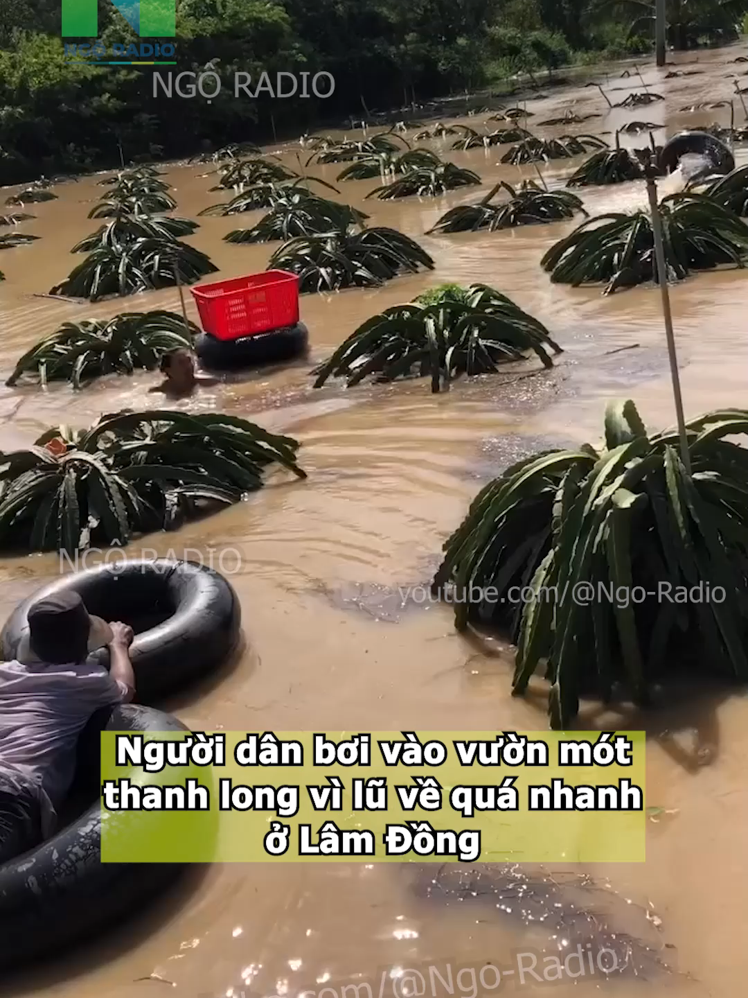 Người dân bơi vào vườn mót thanh long vì lũ về quá nhanh ở Lâm Đồng#cuocsong #ngoradio #tintuc #viraltiktok