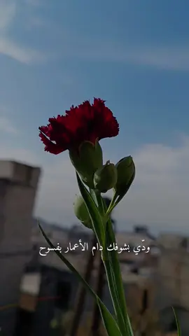 ودّي بشوفك دام الأعمار بفسوح #اناشيد_رآئعة #بدون_موسيقى #عبارات_شفافية_جاهزة_للتصميم #مالي_خلق_احط_هاشتاقات #💔🥀 