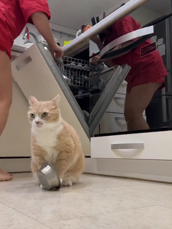 Kimse beni sevmiyor, kimse beslemiyor suratı 😂#keşfet #cat #viral #fyp #kedi #catsoftiktok #catstiktok #fyppppppppppppppppppppppp #fypシ