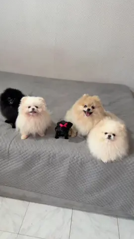 Negrilda sabelotodo #humor 