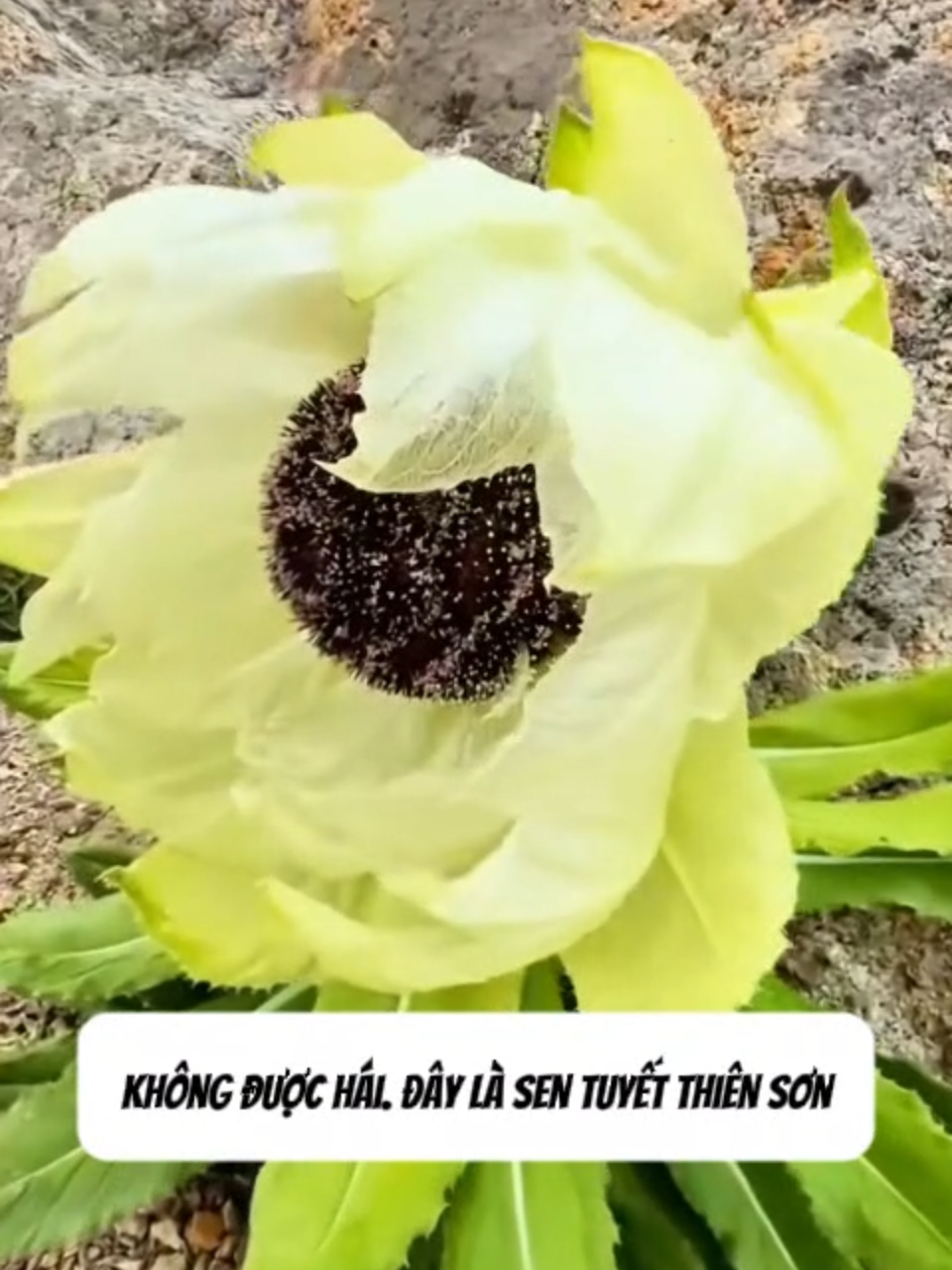 Loài cây này hiếm lắm bạn biết không#foryou #xuhuong #fyppppppppppppppppppppppp #vulaci #viral #knowledge #plants