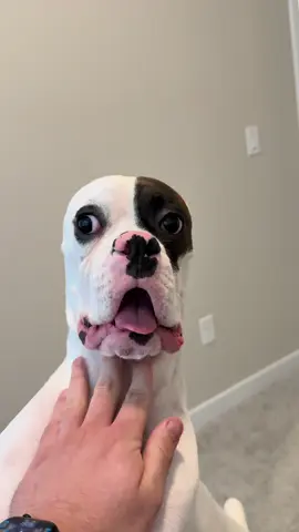 Top Frankie Moments 2025 #funny #cute #puppy #dog #fyp