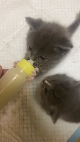 #cute #catsoftiktok #kittycat #fpy #cat 