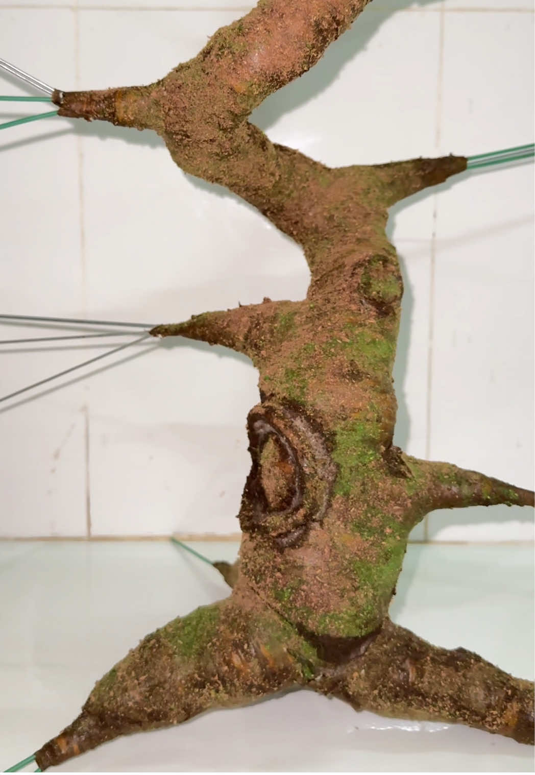 Chuẩn bị đón năm mới. Mỗi ngày1 it tới tết là vừa🥰#tết2026#handmade #bonsai#gốccay#kẽmnhung#