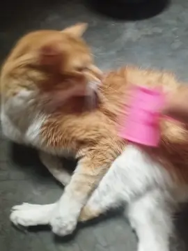 #mandarino #mandarinismo #mandarinovibra 