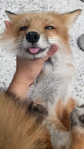 #fox #videoviral #animals #foryou #cute 