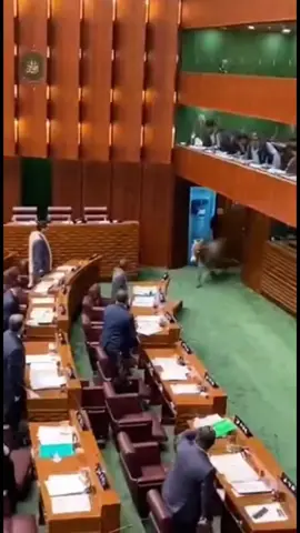 Aaj parliament ke andar aik donkey achanak aa gaya! Sab ministers seedhe kharay reh gaye, guards panic ho gaye, aur aik member ne mazaak mein poocha: ‘Yeh naya opposition leader to nahi?’ Sab hans paray aur donkey bilkul befikri se phirta raha!