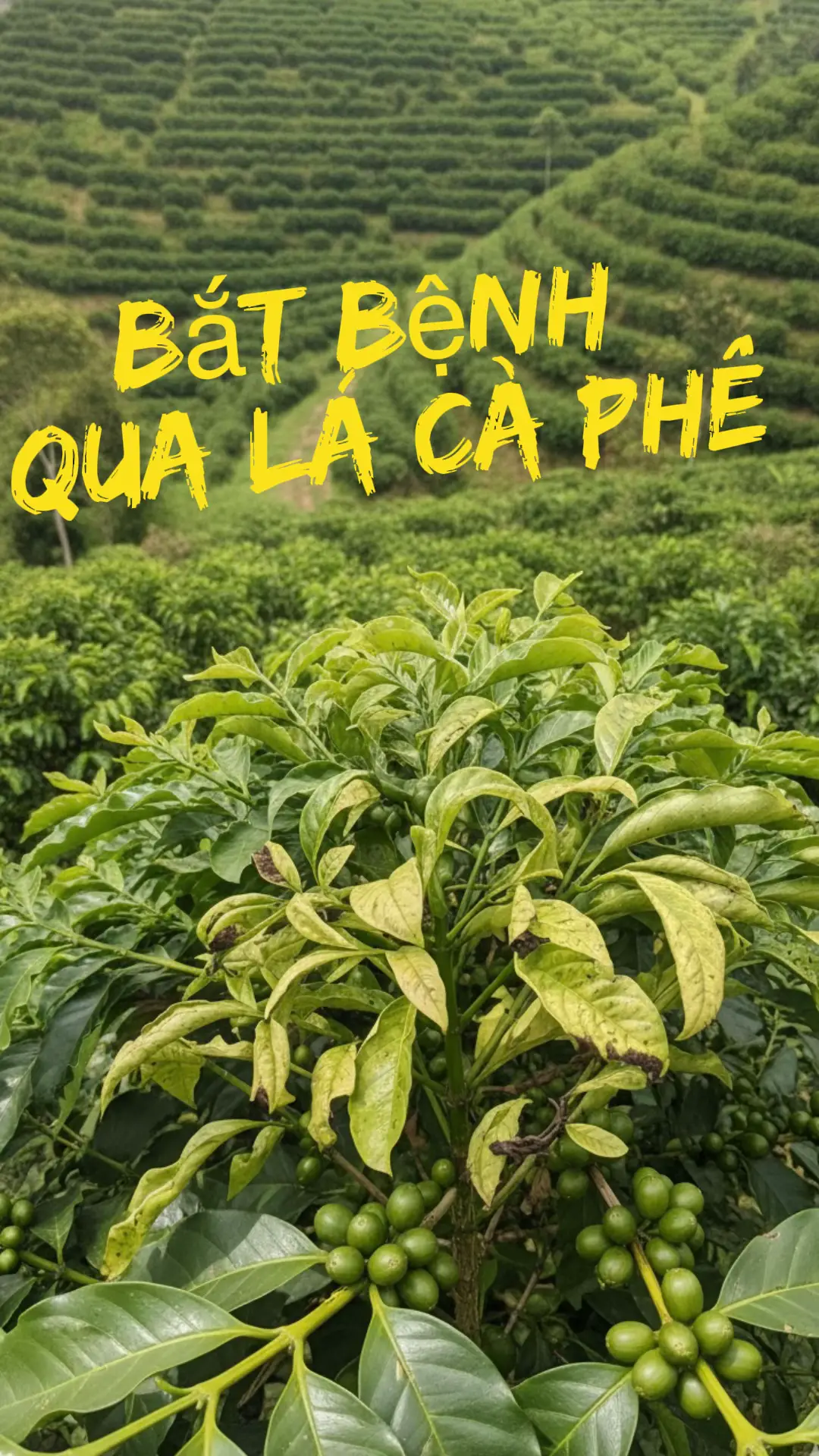 #caphe #nongnghiep #taynguyen #phanbon #robusta 