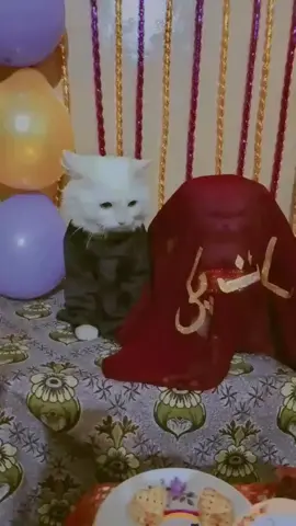 Masha Allah ❤️ #foryou #catvideo #catlovers #foryoupage #viral 