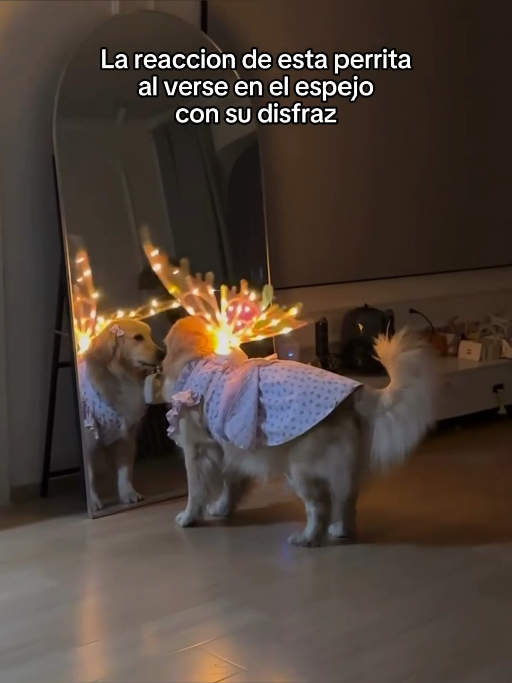 Los animales son tan puros #wholesome #animals #animales #mascotas #fyp 