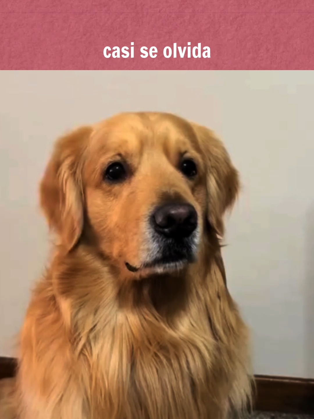 cómo hace el perro? a