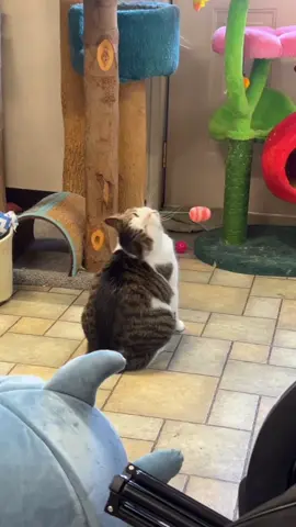 Cat:Spinning is in my DNA. #cat #catlover #funnycat #fyp #catlover   #funny 