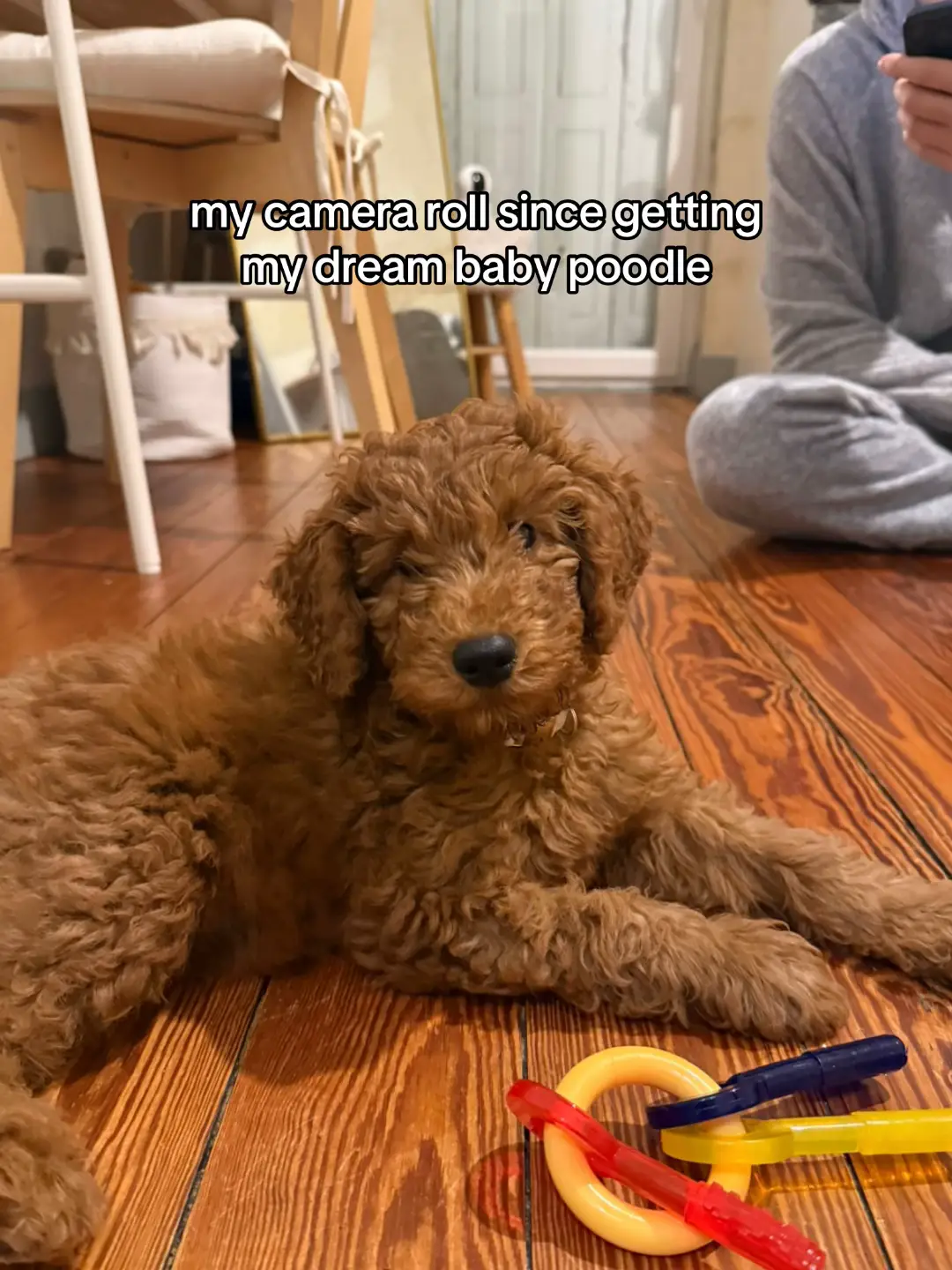 #puppylove #poodle #dogparentsoftiktok #dog #teddybear 