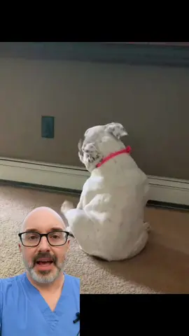 Have you ever noticed strange things your dog does and never understood why? After 32 years in the best clinic, I can tell you—those small signs aren’t random. They’re early warnings. And the one thing that changes how a dog ages is daily Taily Collagen. It keeps joints strong, skin healthy, digestion smooth, and energy steady. The real one’s on Amazon, verified link in bio. #Taily #DogWellness #dogsoftiktok #usa🇺🇸 #usa_tiktok 