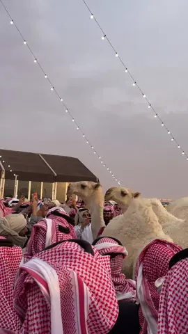 #الرياض  #مهرجان_الملك_عبدالعزيز_لمزاين_الابل10  #ابن جخدب