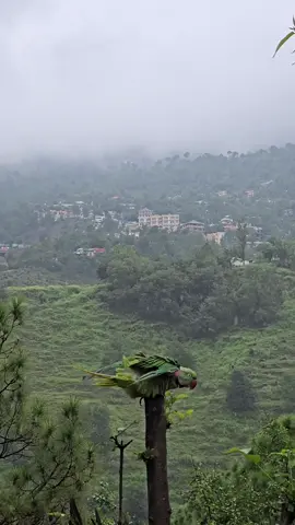 Mosam🩵🖤#foryou #foryoupage #viralvideos #naturalist660 #exploredir #@Ibad-ullah roudbari @Saad khan yousafzai @️M U T O 💎 