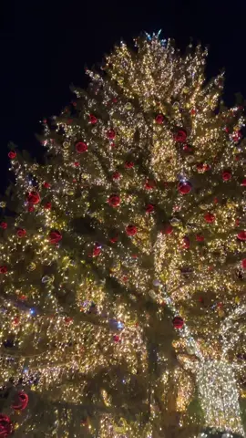 #fyp #foryoupage❤️❤️ #brasov #misiuneatiktok #5pasidebine #targuldecraciun 