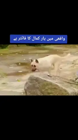 #viralvideo #following 