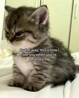 relatable? #fyp #cattok #relatable #couple #Love 