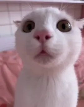 Aaaahhhhhhhh #fypシ #fyp #cat #cats 