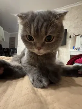 Заказать сигну с Молли можно в тгк❤️